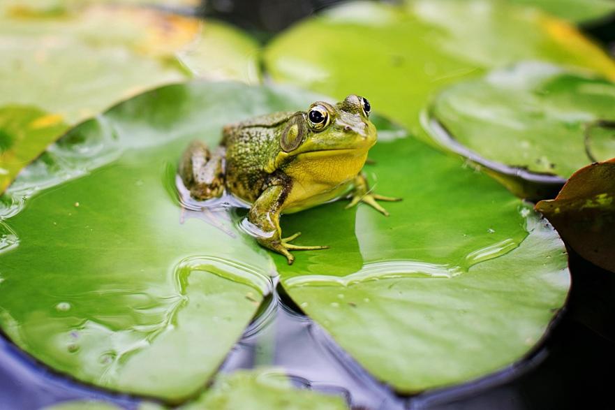 frog, animal, pond